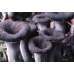 Мицелий Лисички серой / Вороночник рожковидный (Craterellus cornukopioides) Мицелий Лисички серой / Вороночник рожковидный (Craterellus cornukopioides)